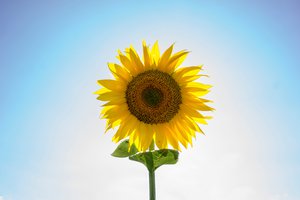 Bild von einzelner Sonnenblume